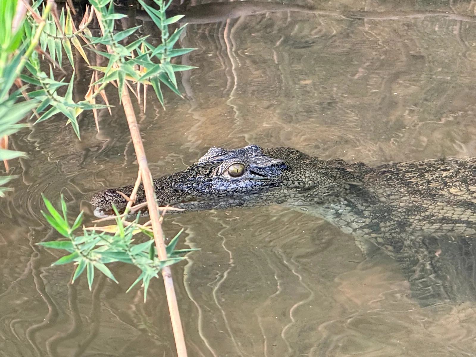 Coccodrillo del Nilo affiora dall'acqua nel delta del Chobe