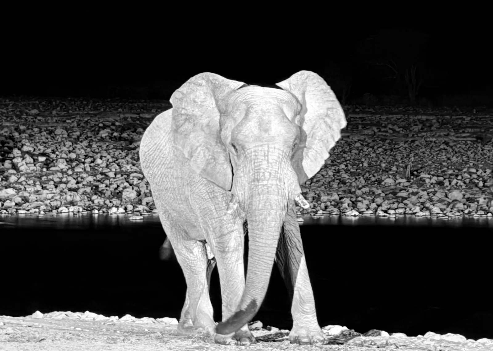 Elefante africano a una pozza d'acqua di notte, illuminato in bianco e nero
