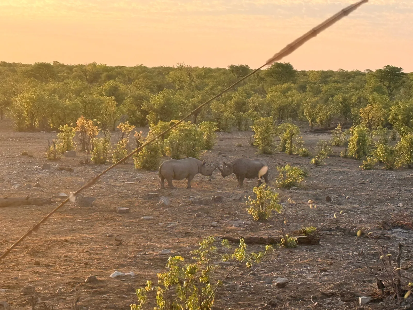 Rinoceronti al crepuscolo nella savana namibiana