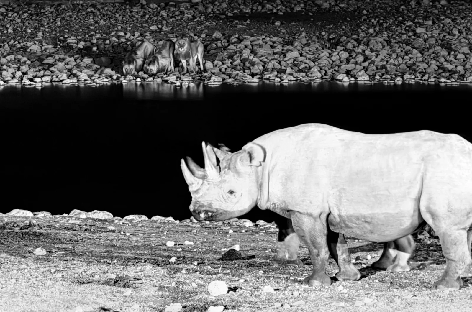 Rinoceronte nero a una pozza d'acqua di notte, bianco e nero