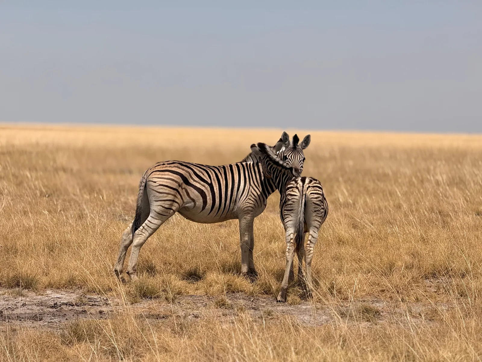 Due zebre nella savana secca del Botswana