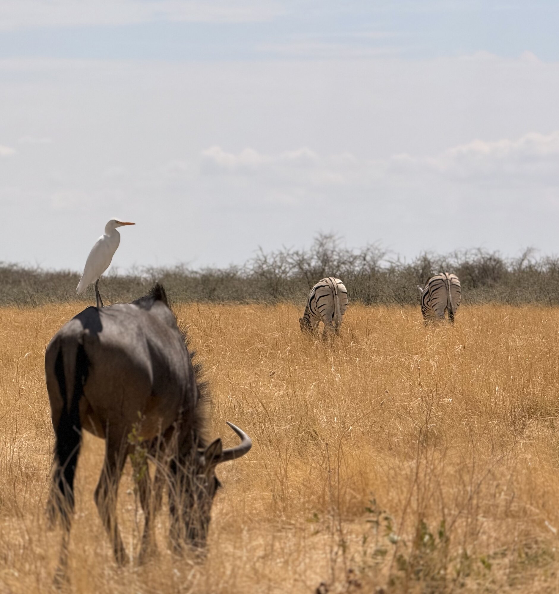 Gnu, zebre e airone nella savana di Etosha