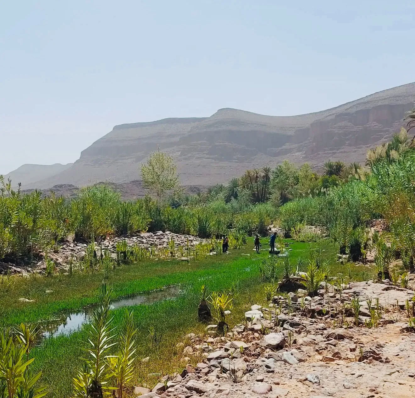Oasi nella Valle del Draa con palme e montagne, Marocco
