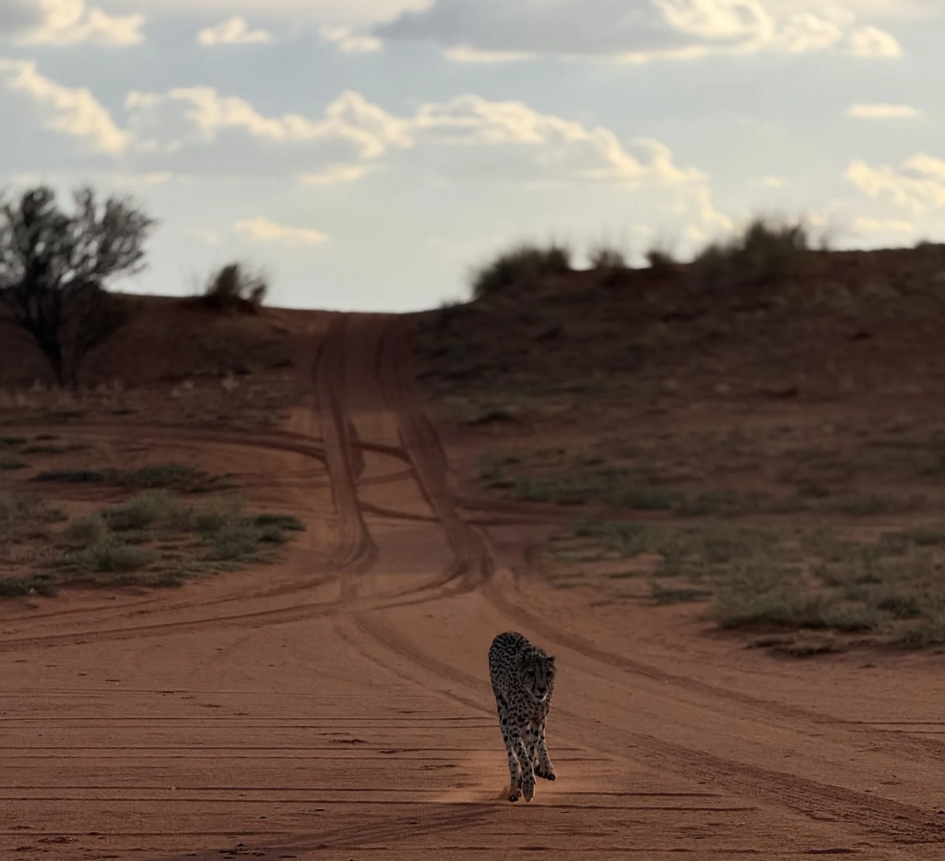 Ghepardo cammina lungo una pista del parco di Etosha