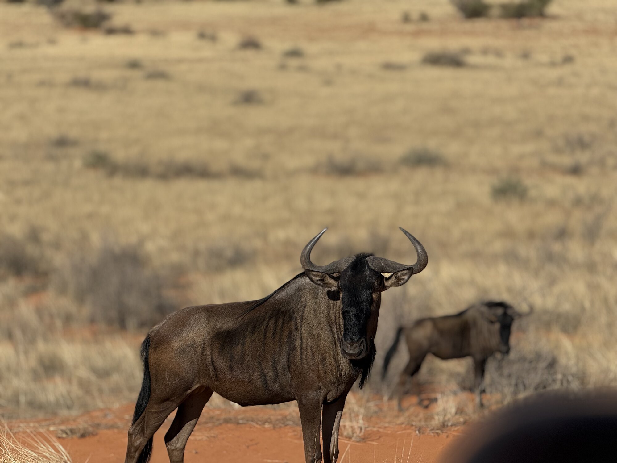 Gnu blu nel Kalahari