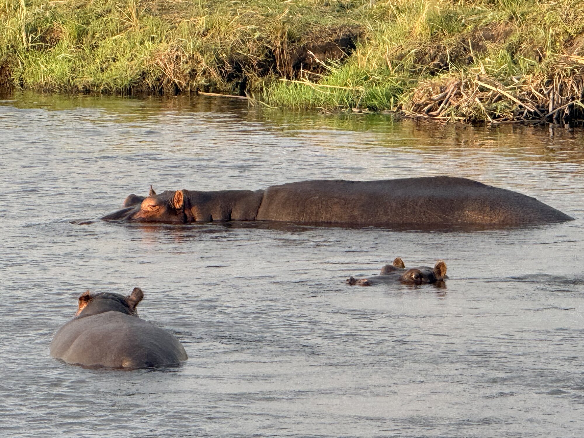 Ippopotami nel fiume Zambezi