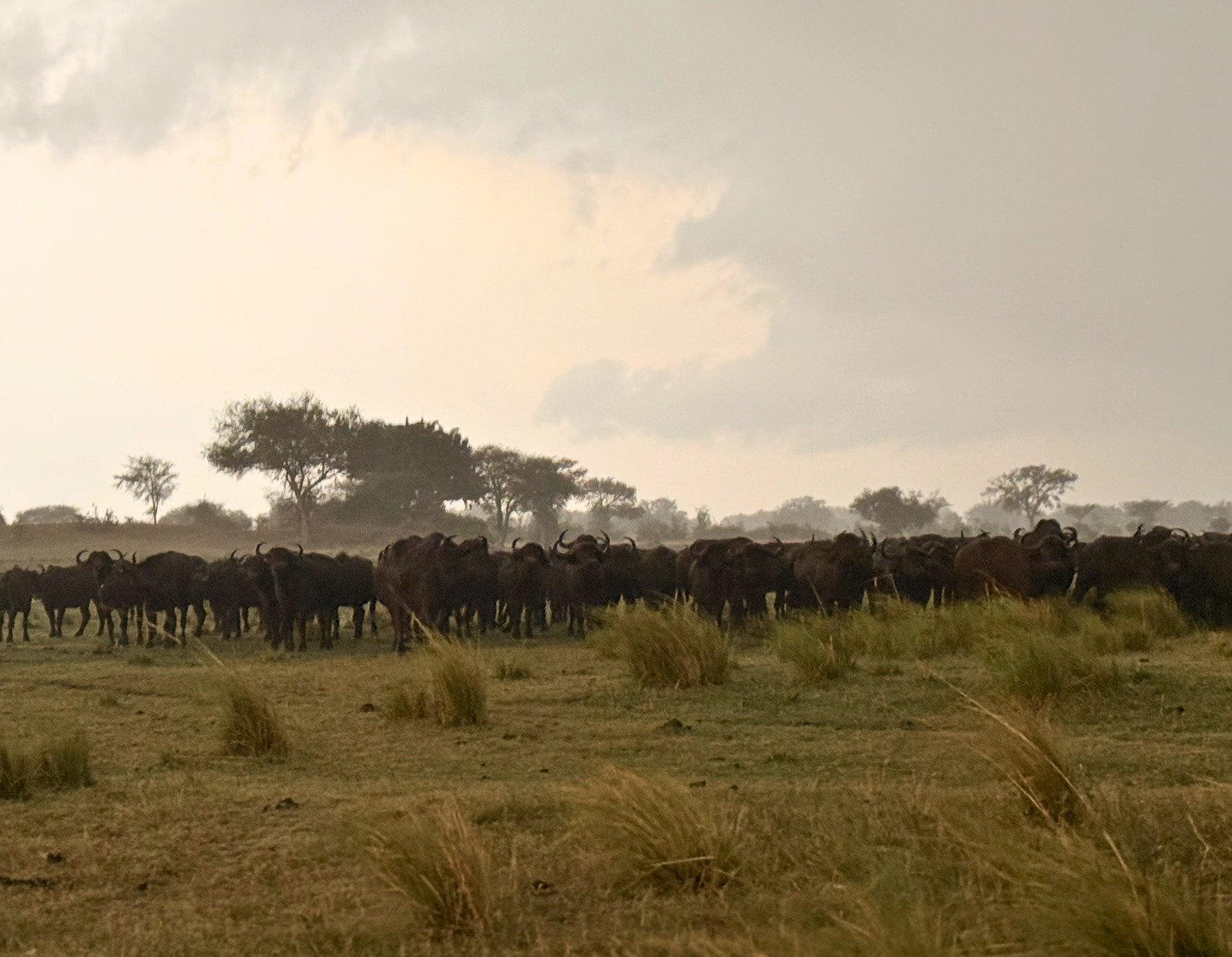 Mandria di bufali nella regione dello Zambezi