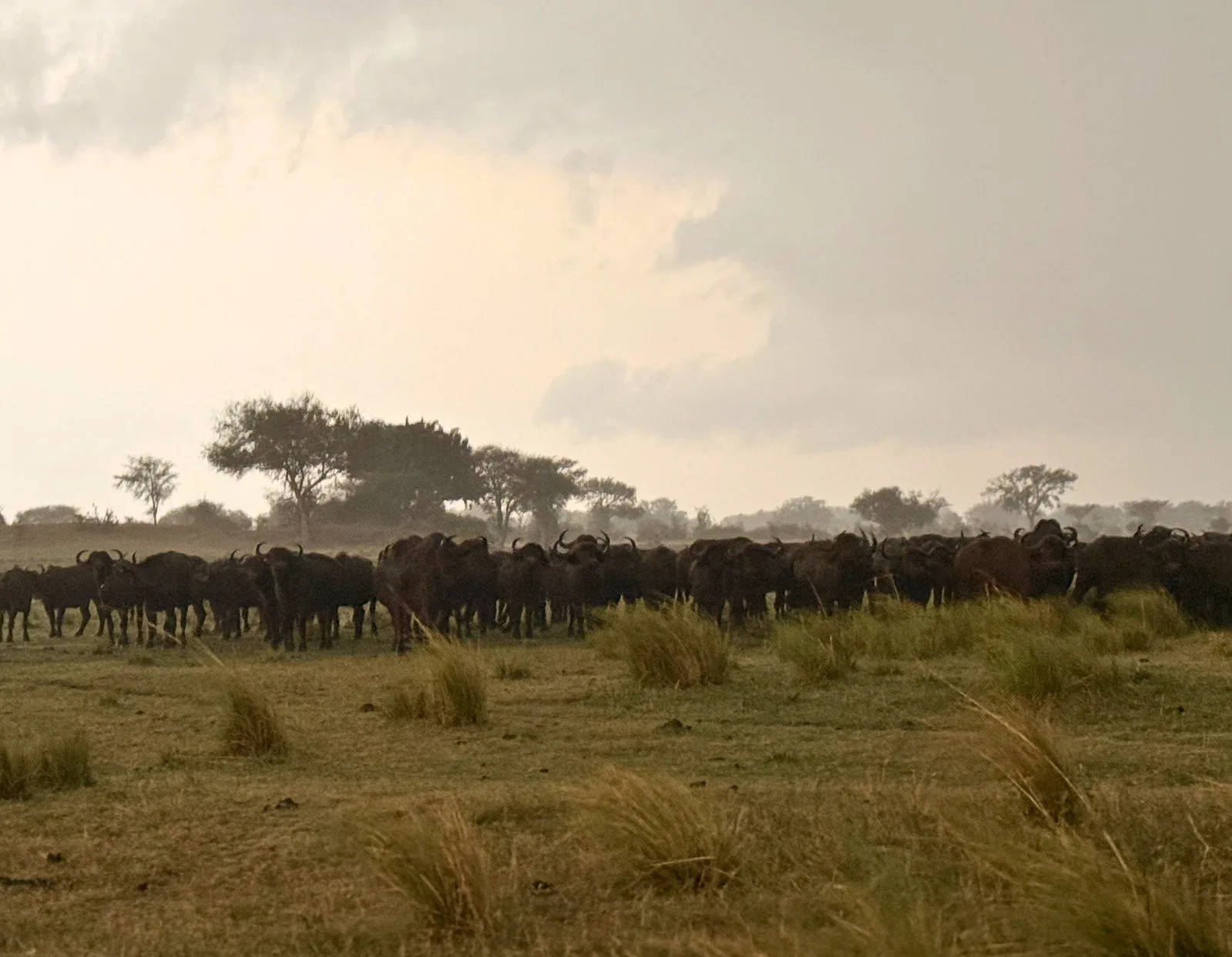 Mandria di bufali nella regione dello Zambezi