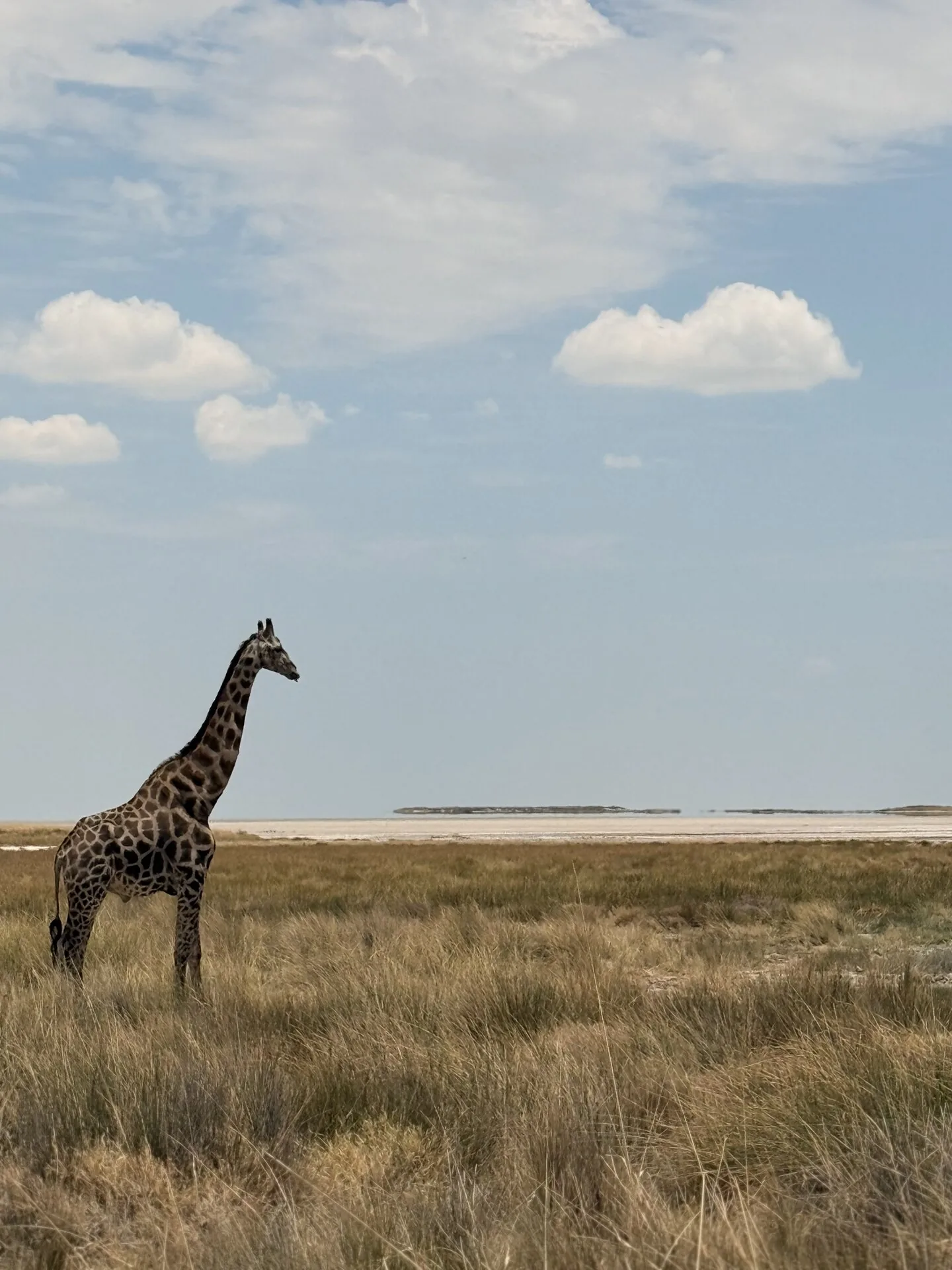 Giraffa nella savana di Etosha