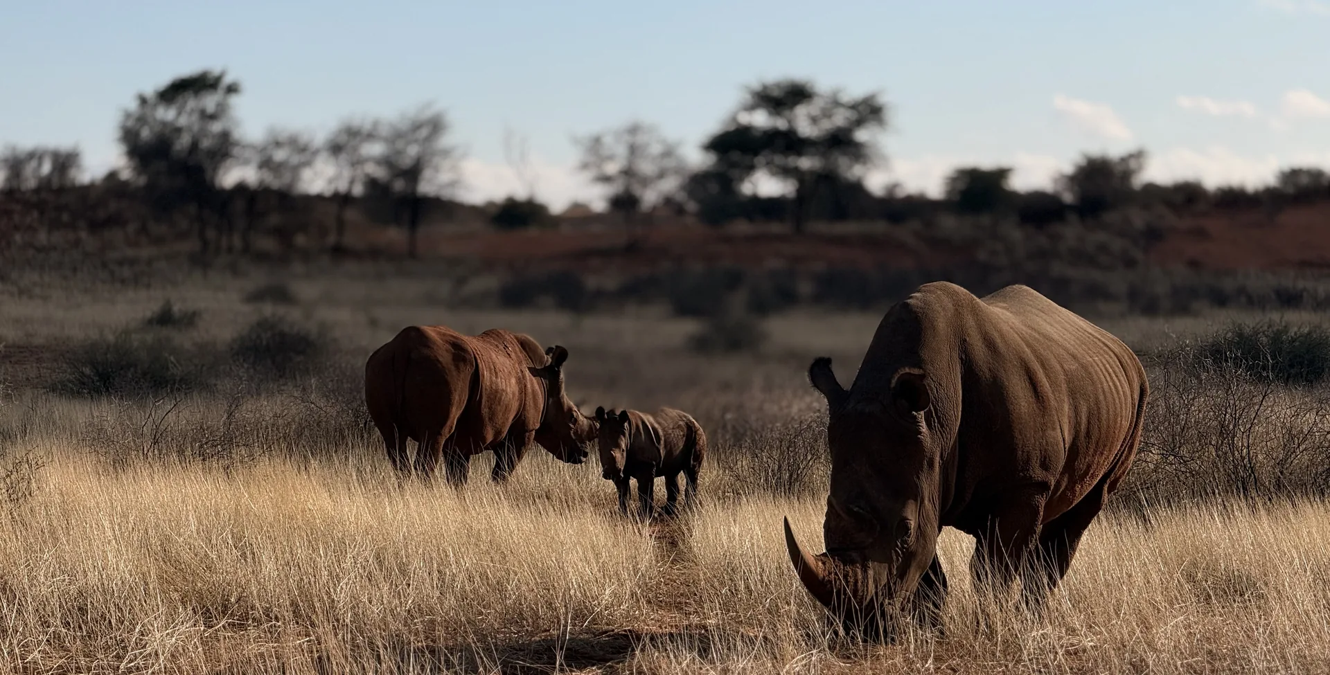 Famiglia di rinoceronti bianchi nella savana namibiana