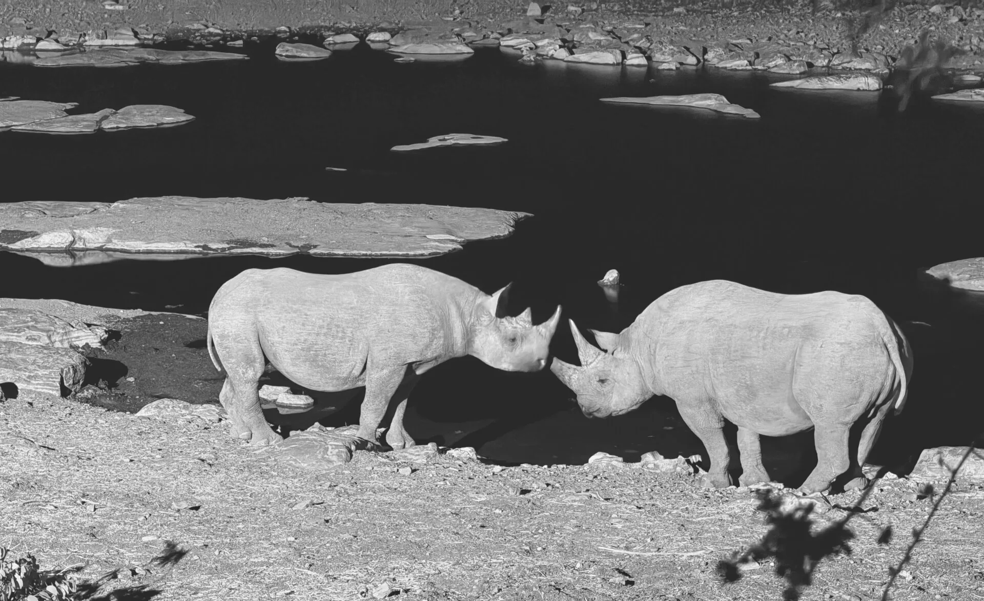 Rinoceronti che si abbeverano in una pozza d'acqua