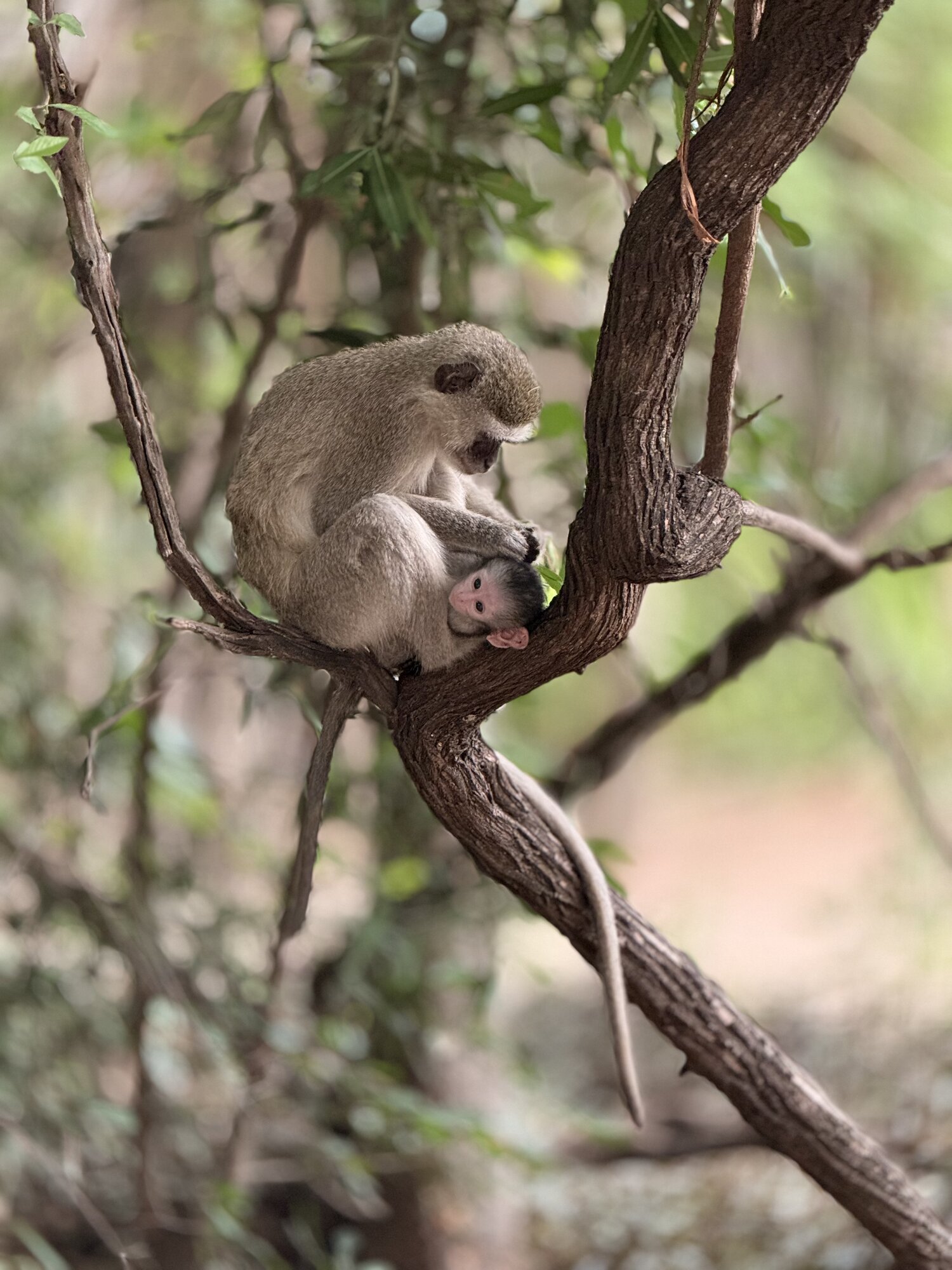 Scimmie vervet con cucciolo