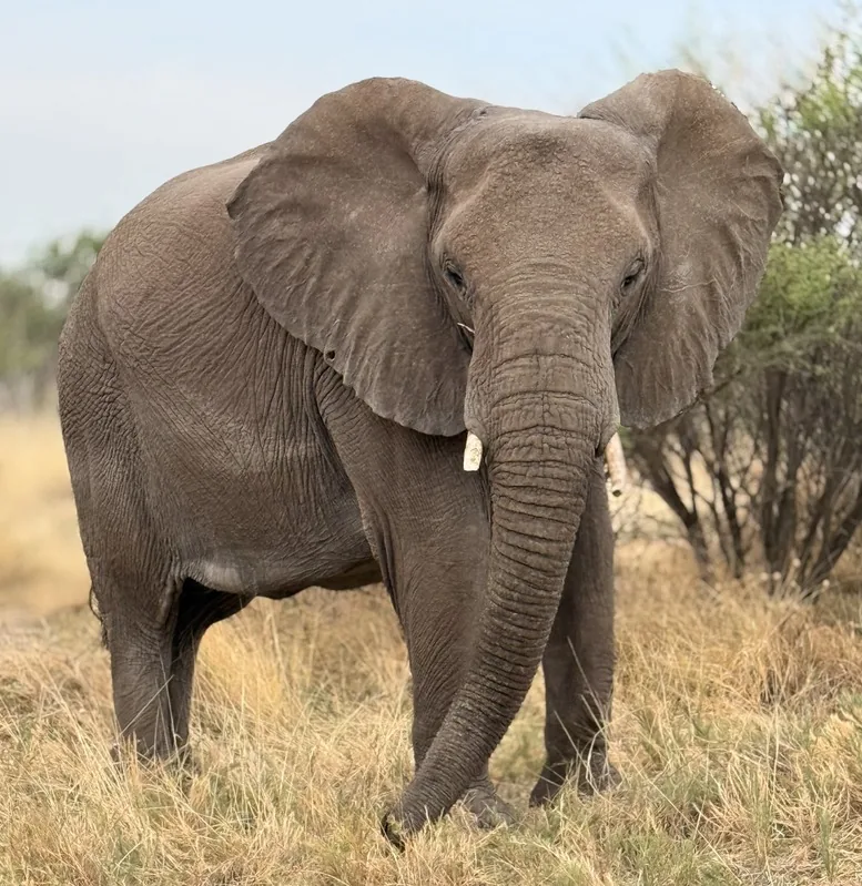 Elefante africano vicino a un veicolo in Namibia